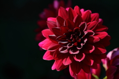 花便り　- 花壇の華麗 -