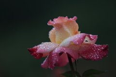 花便り　- 魔法のバラ -