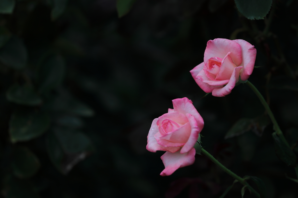 花便り　- 寄り添うジェミニ -