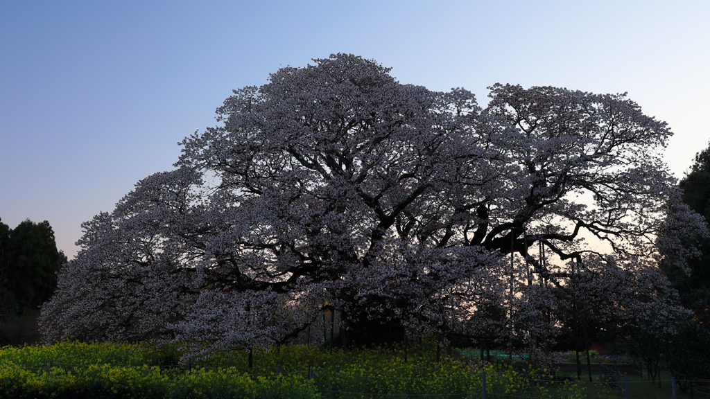 花便り　- 吉高の大桜 2017 -