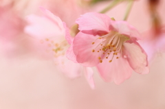 花便り　- うらうら桜 -