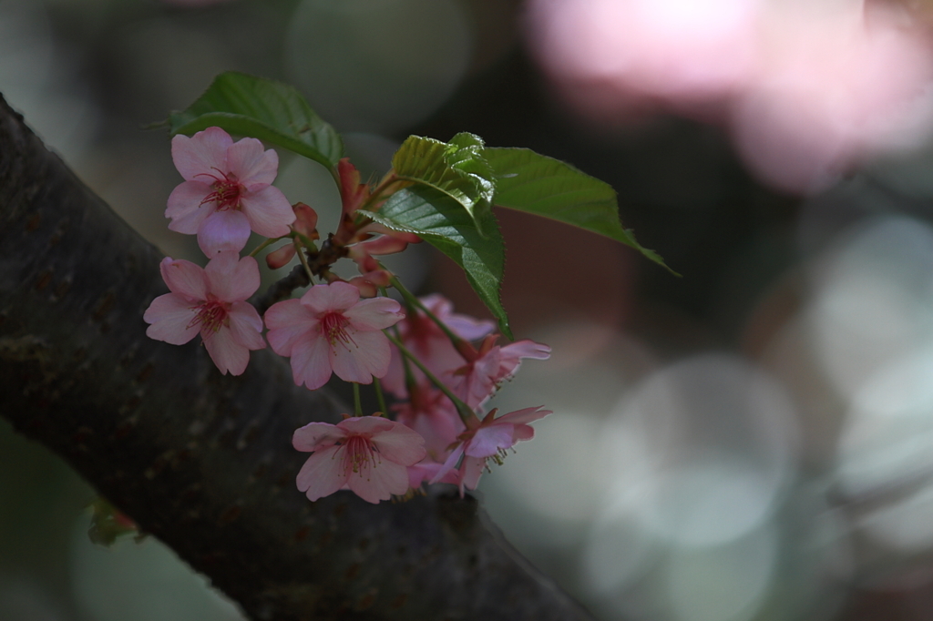 桜　- 陽かげりの中で -