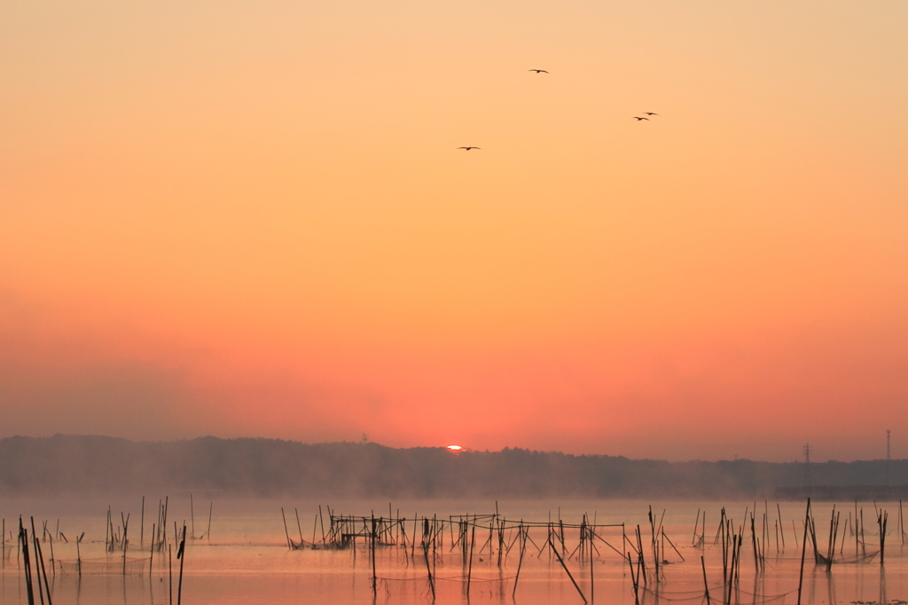 印旛沼・朝景　- 昇る朝陽と水鳥たち -