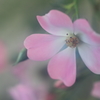 花便り　- ひなあられ -