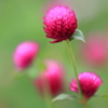 花便り　- 変わらない愛情を永遠に -