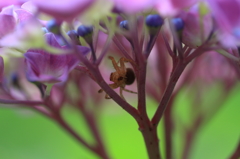 生き物写真館　- 紫陽花森のハンター -