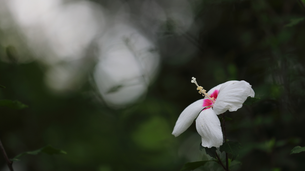 花便り　- 宗丹木槿 -