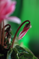 花便り　- ヘアピンカーブの茎 -