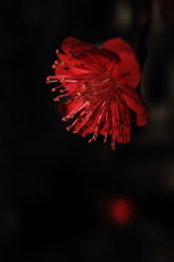 花便り　- 紅の梅 -