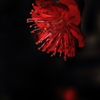 花便り　- 紅の梅 -