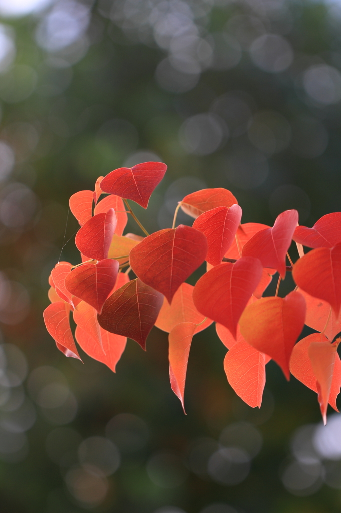 花便り　- 茜葉 -