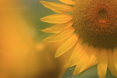 花便り　- 太陽の花びら -