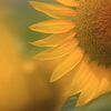 花便り　- 太陽の花びら -