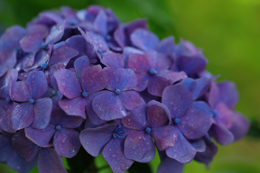 花便り　- 潤む紫陽花 -