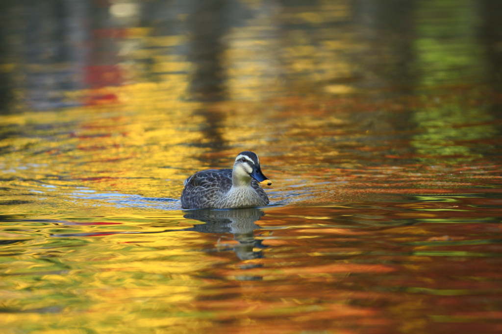 生き物写真館　- 錦秋の水面を泳ぐ -