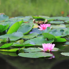 生き物写真館　- 睡蓮を愛でる -