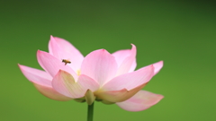 花便り　- ミツバチの訪花 -