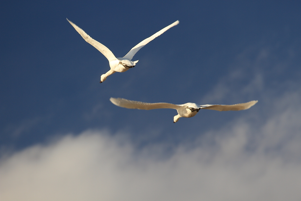 白鳥の郷　- ランデブー飛行 -