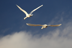 白鳥の郷　- ランデブー飛行 -