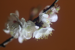花便り　- 室に咲く白梅 -