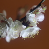 花便り　- 室に咲く白梅 -