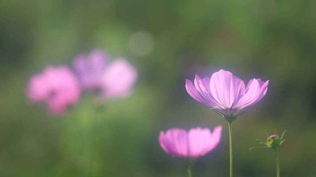 花便り　- 秋の陽光を浴びて -