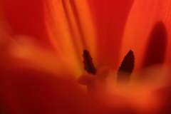 花便り　- オレンジ色の花芯 -