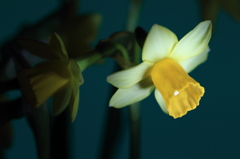 花便り　- 黄水仙の白いシベ -