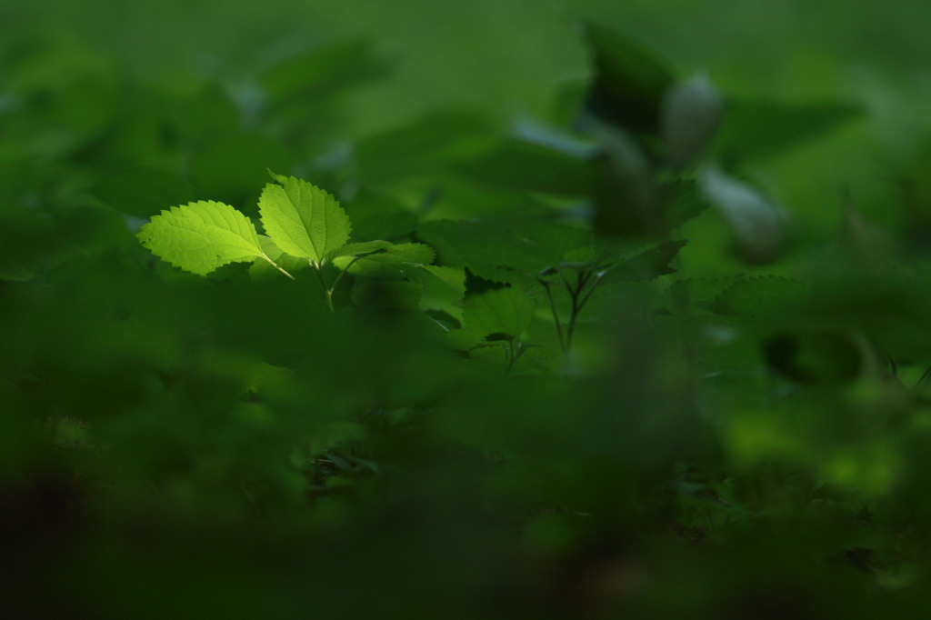 花便り　- 瞬刻の輝き -