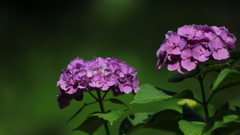 花便り　- 京紫 -