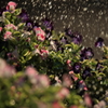 花便り　- 西陽の中のシャワー -