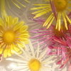 花便り　- 水盤の肥後菊 -