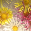花便り　- 水盤の肥後菊 -