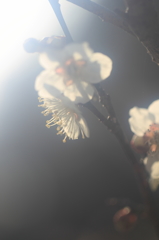 花便り　- 春陽に輝く -