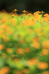 花便り　- メランポジュームの夏 -