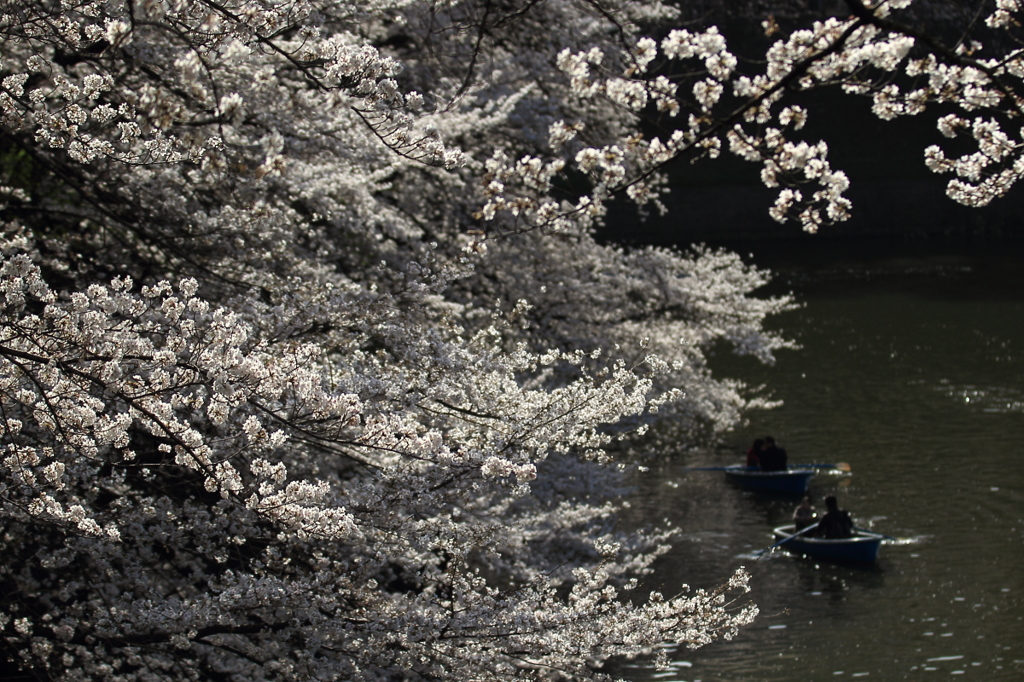 花便り　- 桜下の舟遊び -