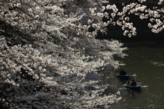花便り　- 桜下の舟遊び -