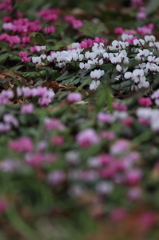 花便り　- 森で見つけた小さな春 -