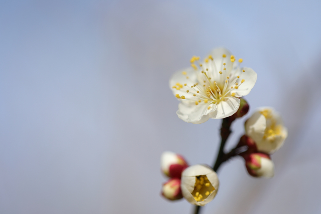 花便り　- 白梅のほころび -