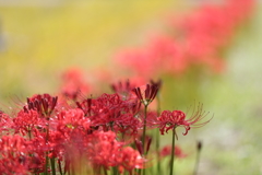 花便り　- たんぼ道の曼殊沙華 -