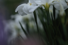 花菖蒲　- 白 -