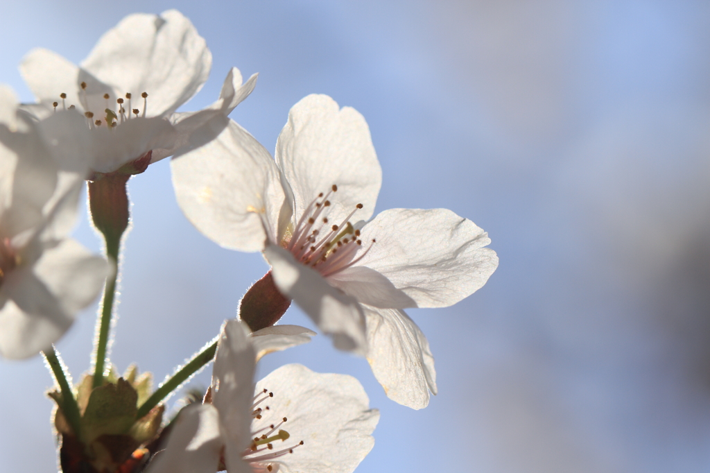 光、輝く桜