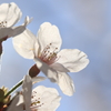 光、輝く桜