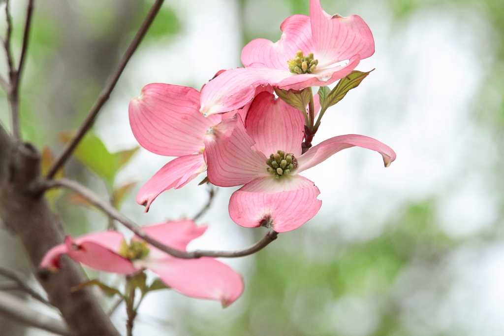 花水木