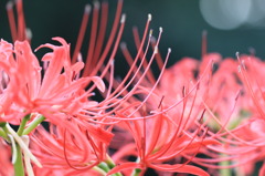 彼岸花