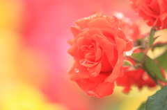 薔薇　（８）