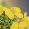 菜の花