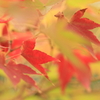 紅葉　- いろづき -