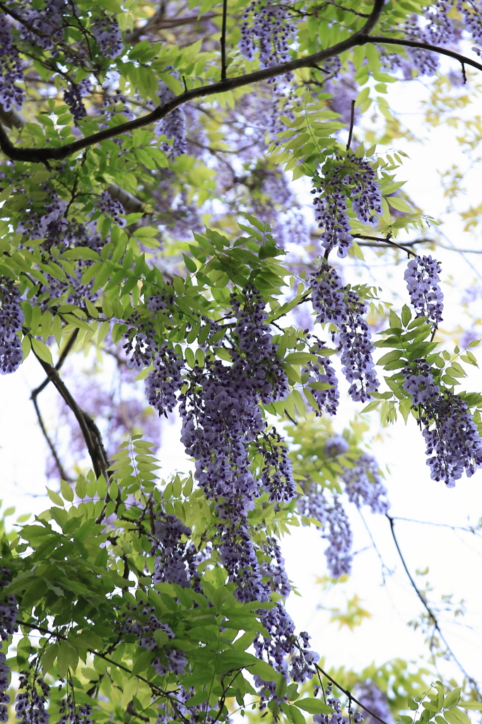 花便り　- 見上げれば山藤 -