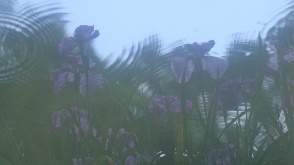 花便り　- 波紋の下の玉蝉花 -